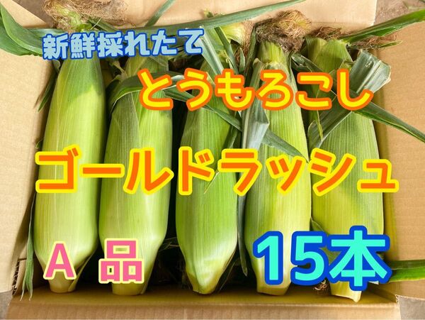 収穫日即日発送 朝採りとうもろこし15本 新鮮ゴールドラッシュ 茨城県産