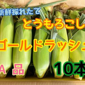 収穫日即日発送 朝採りとうもろこし10本 新鮮ゴールドラッシュ 茨城県産