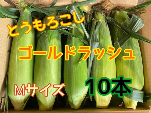 Mサイズ 朝採りとうもろこし10本 新鮮ゴールドラッシュ 茨城県産 7/18収穫発送