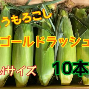 Mサイズ 朝採りとうもろこし10本 新鮮ゴールドラッシュ 茨城県産 収穫日即日発送