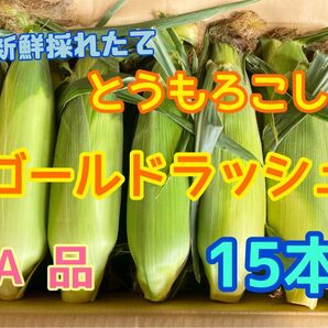 収穫日即日発送 朝採りとうもろこし15本 新鮮ゴールドラッシュ 茨城県産