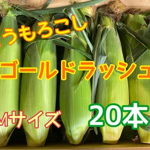 Mサイズ 収穫日即日発送 朝採りとうもろこし20本 新鮮ゴールドラッシュ 茨城県産