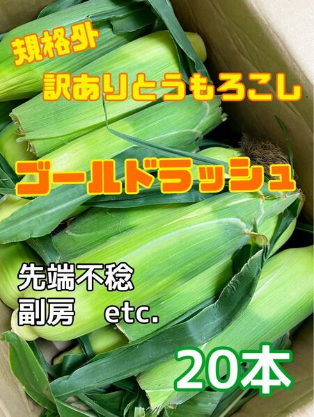 7/3収穫発送 朝採り訳ありとうもろこし20本 規格外スィートコーン 茨城県産 B品