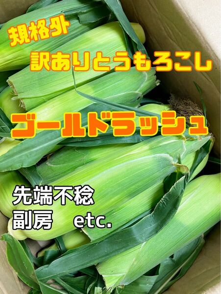 7/3収穫発送 朝採り訳ありとうもろこし17本 規格外スィートコーン 茨城県産 B品 タイムセール