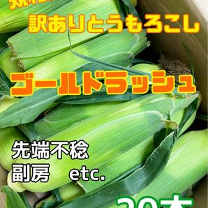7/27収穫発送 朝採り訳ありとうもろこし20本 規格外スィートコーン 茨城県産 B品 タイムセール