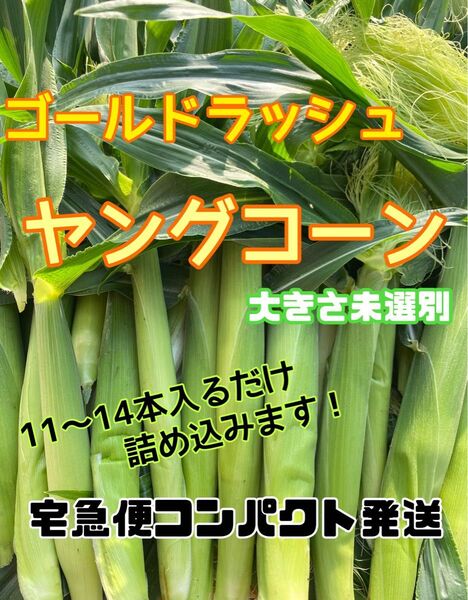収穫日即日発送 朝採り新鮮ヤングコーン 11〜14本 ベビーコーン ゴールドラッシュ 宅急便コンパクト発送