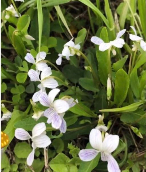 山野草スミレ安心根付苗無農薬