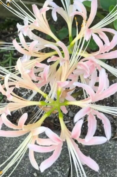 彼岸花リコリス球根