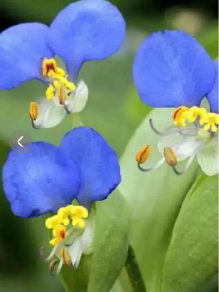 山野草 ツユクサ安心根付苗