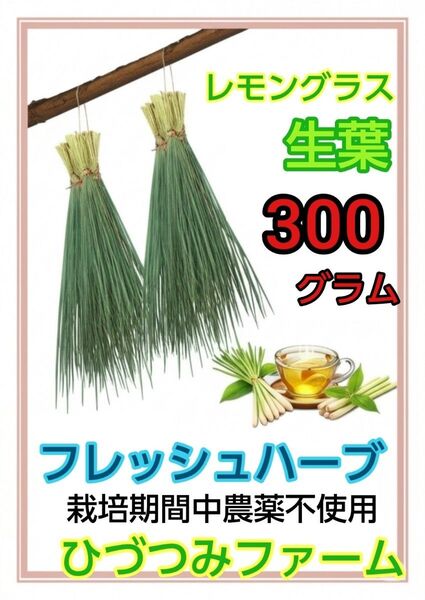 【4】レモングラス 生葉 300gほど ハーブ 農薬:栽培期間中不使用 オーガニック 無農薬