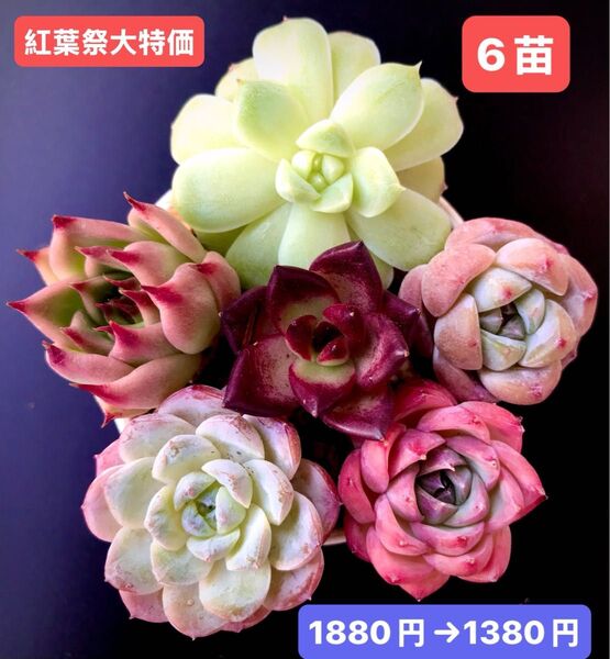 紅葉祭大特価★6苗1380円★韓国苗★ホワイトソーダ、龍爪、桃大福、ピンク薔薇等★レア種★可愛い紅葉超美苗★多肉植物★エケベリア