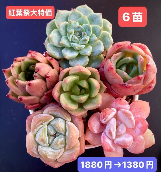紅葉祭大特価★6苗1380円★韓国苗★アイスキャンディ、レッドドラゴン、赤煙、紅袖等★レア種★可愛紅葉超美苗★多肉植物★エケベリア