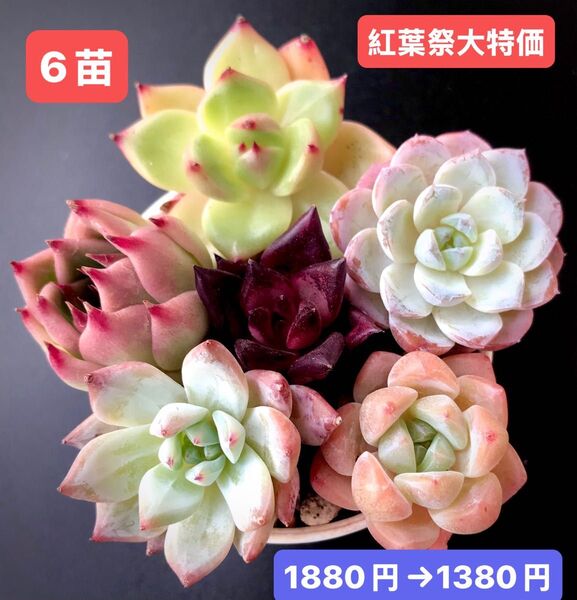 紅葉祭大特価★6苗1380円★韓国苗★ワインシャンパン、龍爪、ピンクブルーバード等★レア種★可愛い紅葉超美苗★多肉植物★エケベリア