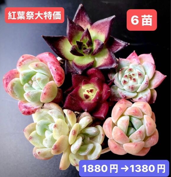 紅葉祭大特価★6苗1380円★韓国苗★紅檀、キャンディ、レッドベルベット、ロビン等★レア種★可愛い紅葉超美苗★多肉植物★エケベリア