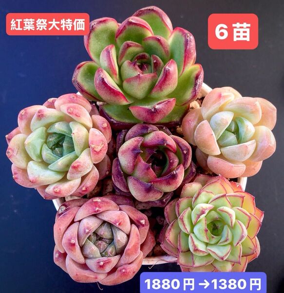 紅葉祭大特価★6苗1380円★韓国苗★マルボロ、桜プリン、桜美人、ブルードラゴン等★レア種★可愛い紅葉超美苗★多肉植物★エケベリア
