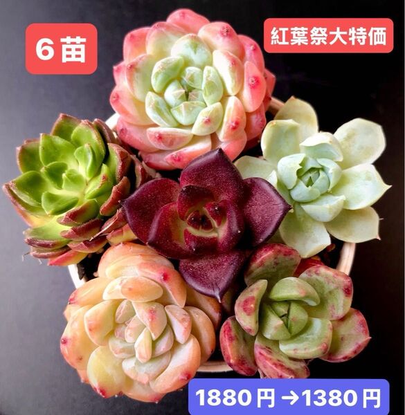 紅葉祭大特価★6苗1380円★韓国苗★純愛、ディヤhyb、白水晶、ヒューミリス等★レア種★可愛い紅葉超美苗★多肉植物★エケベリア