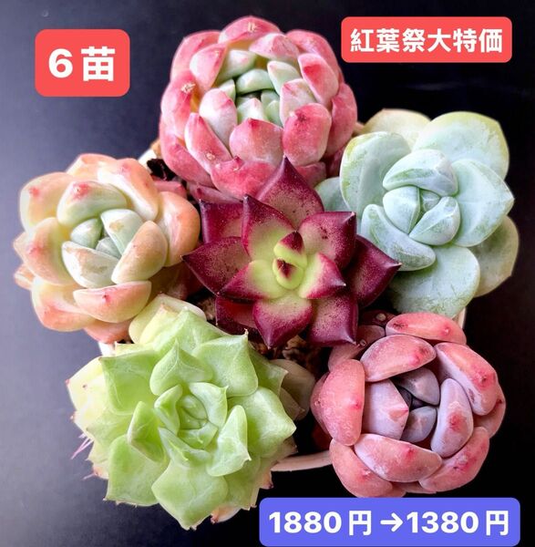 紅葉祭大特価★6苗1380円★韓国苗★レッドピーチ、アイスモチ大福、桜プリン等★レア種★可愛い紅葉超美苗★多肉植物★エケベリア