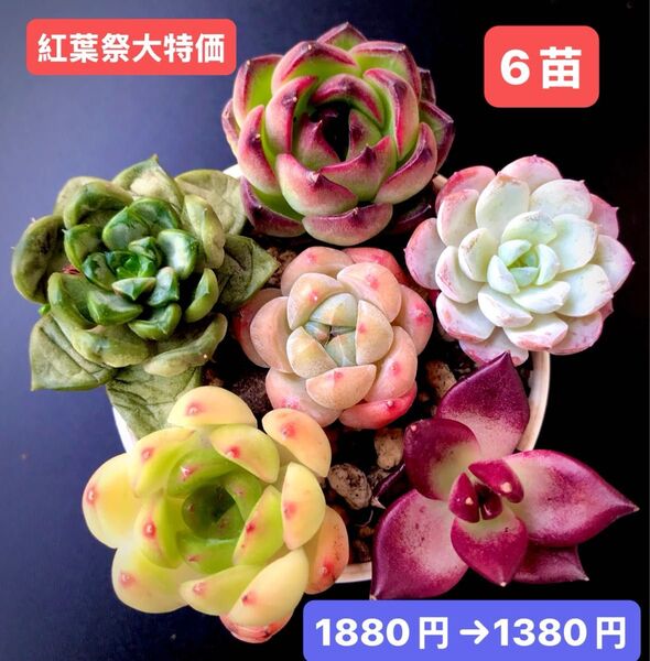 紅葉祭大特価★6苗1380円★韓国苗★ブルードラゴン、スノーフェイス、水晶ピーチ等★レア種★可愛い紅葉超美苗★多肉植物★エケベリア