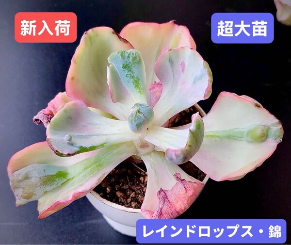 新入荷★韓国苗★レインドロップス・錦 ★レア種★可愛い紅葉超大苗★超美苗★多肉植物★エケベリア