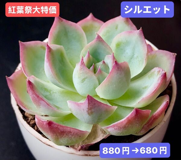 紅葉祭大特価★新入荷★韓国苗★シルエット★可愛い紅葉大苗★超美苗★多肉植物★エケベリア