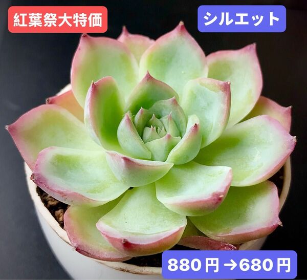 紅葉祭大特価★新入荷★韓国苗★シルエット★可愛い紅葉大苗★超美苗★多肉植物★エケベリア