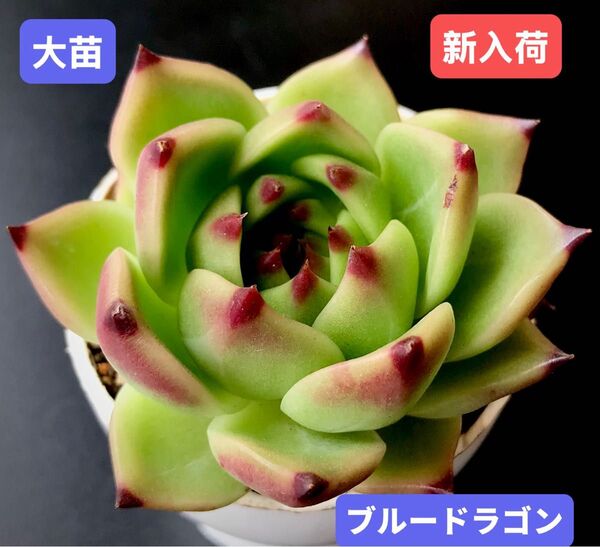 新入荷★韓国苗★ブルードラゴン★レア種★可愛い紅葉大苗★超美苗★多肉植物★エケベリア