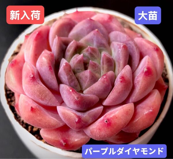 新入荷★韓国苗★パープルダイヤモンド★レア種★可愛い紅葉大苗★超美苗★多肉植物★エケベリア