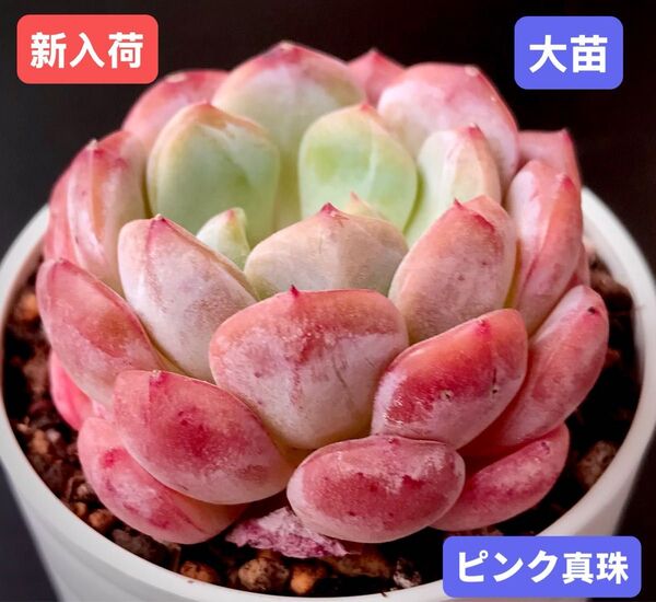 新入荷★韓国苗★ピンク真珠★レア種★可愛い紅葉大苗★超美苗★多肉植物★エケベリア