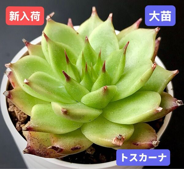 新入荷★韓国苗★トスカーナ★レア種★可愛い紅葉大苗★超美苗★多肉植物★エケベリア