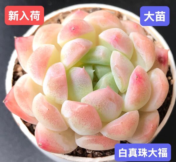 新入荷★韓国苗★白真珠大福★レア種★可愛い紅葉大苗★超美苗★多肉植物★エケベリア