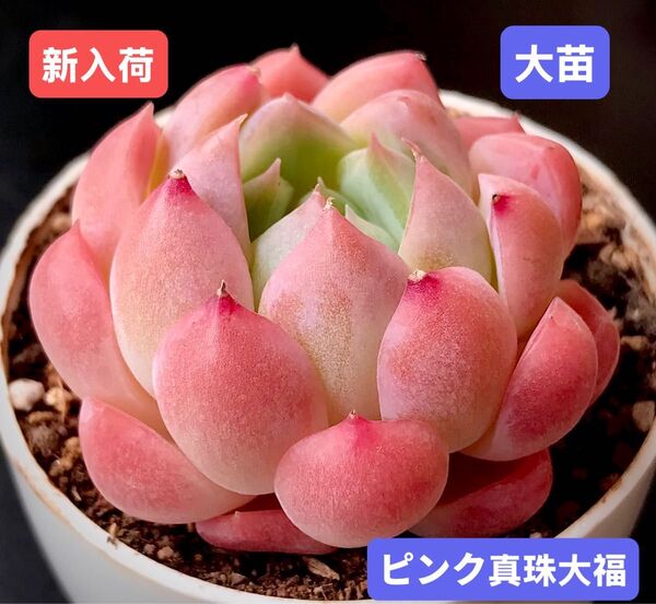 新入荷★韓国苗★ピンク真珠大福★レア種★可愛い紅葉大苗★超美苗★多肉植物★エケベリア