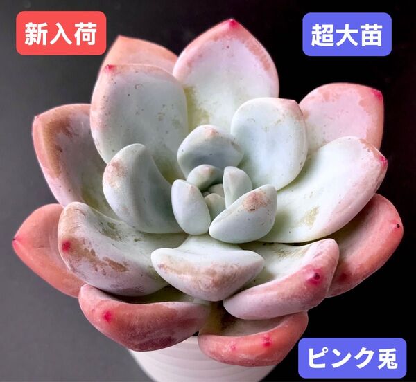 新入荷★韓国苗★ピンク兎★レア種★可愛い紅葉超大苗★超美苗★多肉植物★エケベリア