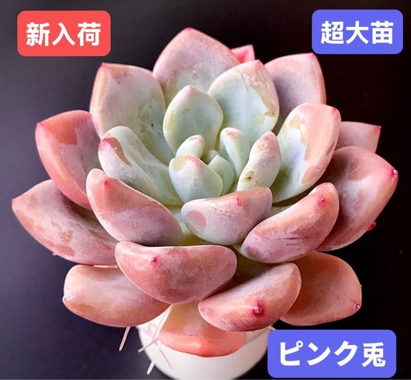 新入荷★韓国苗★ピンク兎★レア種★可愛い紅葉超大苗★超美苗★多肉植物★エケベリア