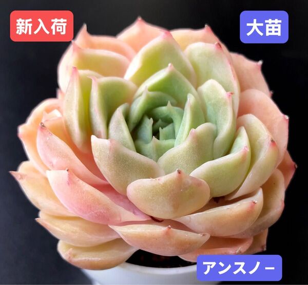 新入荷★韓国苗★アンスノ-★レア種★可愛い紅葉大苗★超美苗★多肉植物★エケベリア