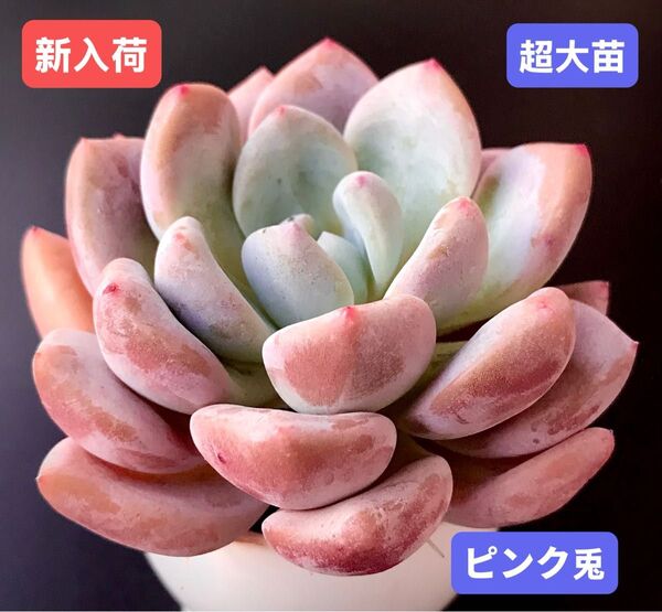 新入荷★韓国苗★ピンク兎★レア種★可愛い紅葉超大苗★超美苗★多肉植物★エケベリア