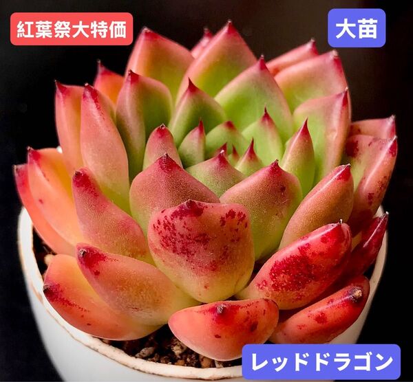 新入荷★韓国苗★レッドドラゴン★レア種★可愛い紅葉大苗★超美苗★多肉植物★エケベリア