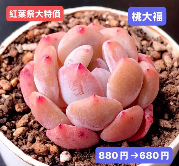 紅葉祭大特価★新入荷★韓国苗★桃大福★可愛い紅葉超美苗★多肉植物★エケベリア