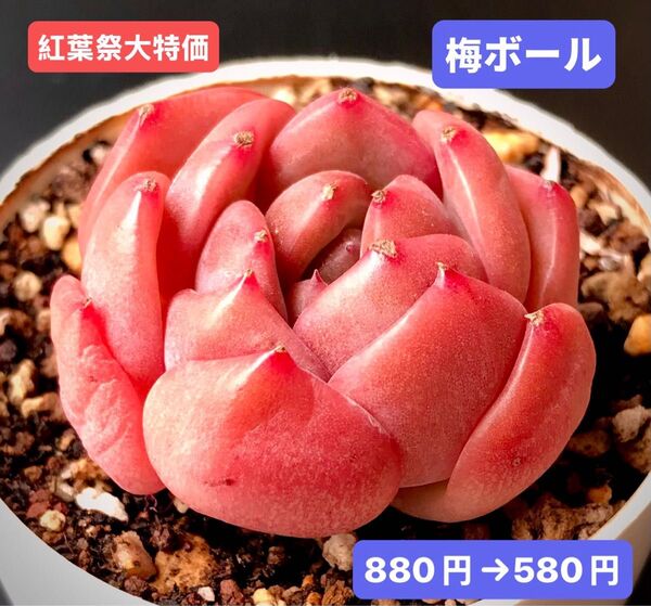 紅葉祭大特価★新入荷★韓国苗★梅ボール★可愛い紅葉超美苗★多肉植物★エケベリア