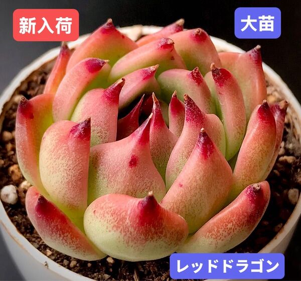新入荷★韓国苗★レッドドラゴン★レア種★可愛い紅葉大苗★超美苗★多肉植物★エケベリア