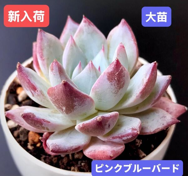新入荷★韓国苗★ピンクブルーバード★レア種★可愛い紅葉大苗★超美苗★多肉植物★エケベリア