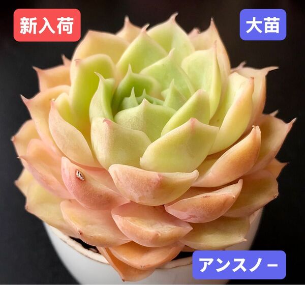 新入荷★韓国苗★アンスノ-★レア種★可愛い紅葉大苗★超美苗★多肉植物★エケベリア