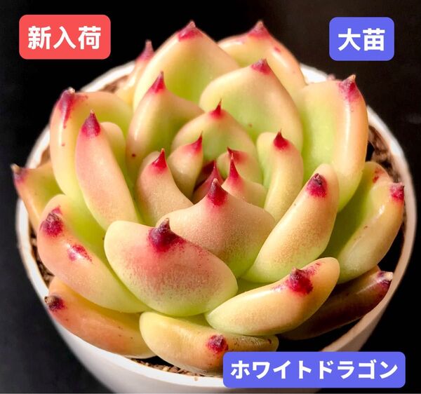 新入荷★韓国苗★ホワイトドラゴン★レア種★可愛い紅葉大苗★超美苗★多肉植物★エケベリア