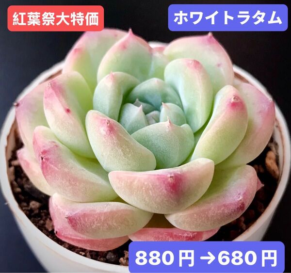 紅葉祭大特価★新入荷★韓国苗★ホワイトラタム★可愛い紅葉大苗★超美苗★多肉植物★エケベリア