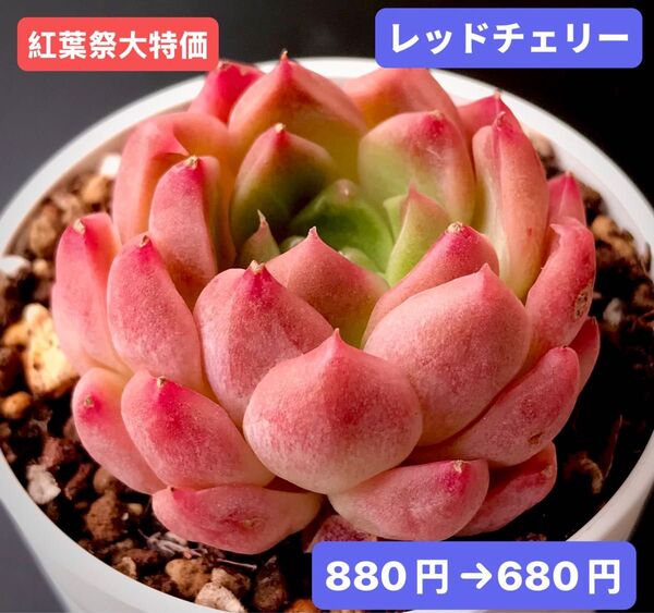紅葉祭大特価★新入荷★韓国苗★レッドチェリー★可愛い紅葉大苗★超美苗★多肉植物★エケベリア