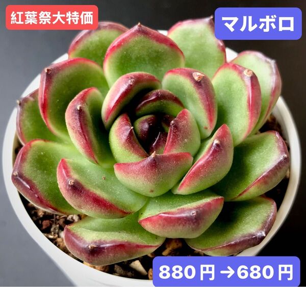 紅葉祭大特価★新入荷★韓国苗★マルボロ★可愛い紅葉大苗★超美苗★多肉植物★エケベリア