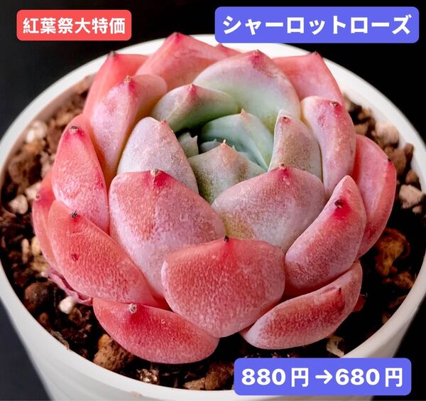 紅葉祭大特価★新入荷★韓国苗★シャーロットローズ★可愛い紅葉大苗★超美苗★多肉植物★エケベリア