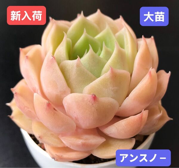 新入荷★韓国苗★アンスノ-★レア種★可愛い紅葉大苗★超美苗★多肉植物★エケベリア