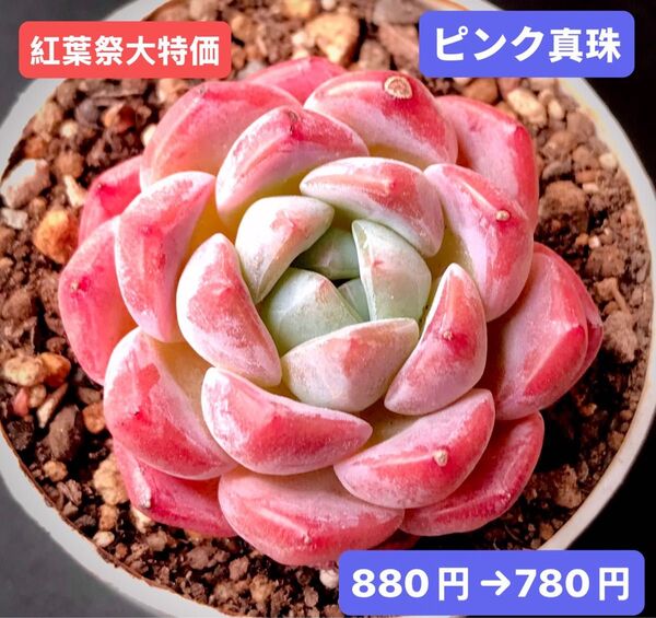 紅葉祭大特価★新入荷★韓国苗★ピンク真珠★可愛い紅葉大苗★超美苗★多肉植物★エケベリア