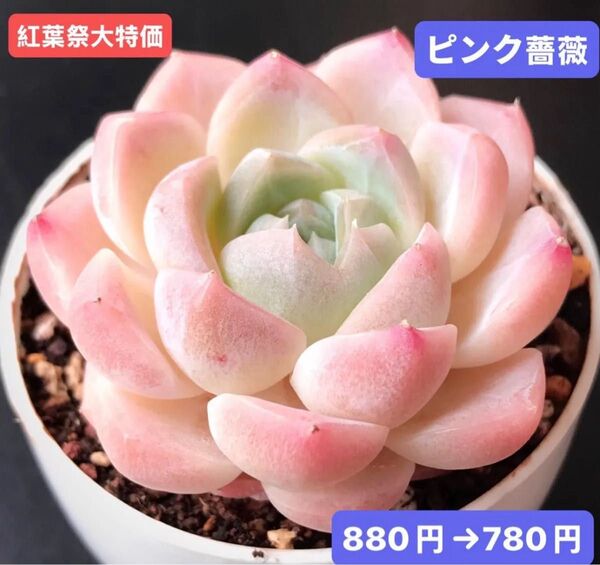 紅葉祭大特価★新入荷★韓国苗★ピンク薔薇★可愛い紅葉大苗★超美苗★多肉植物★エケベリア