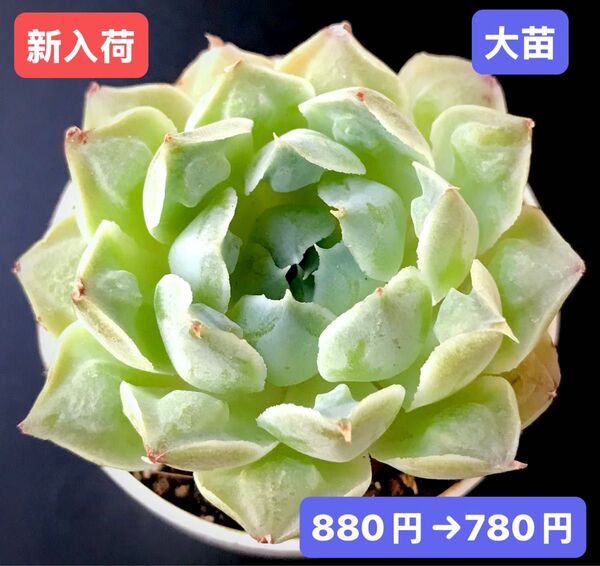 紅葉祭大特価★新入荷★韓国苗★メキシコティアーズ★可愛い紅葉大苗★超美苗★多肉植物★エケベリア